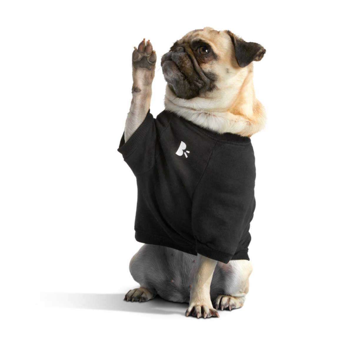 Anti-Squirrel Squirrel Club Dog Sweatshirt