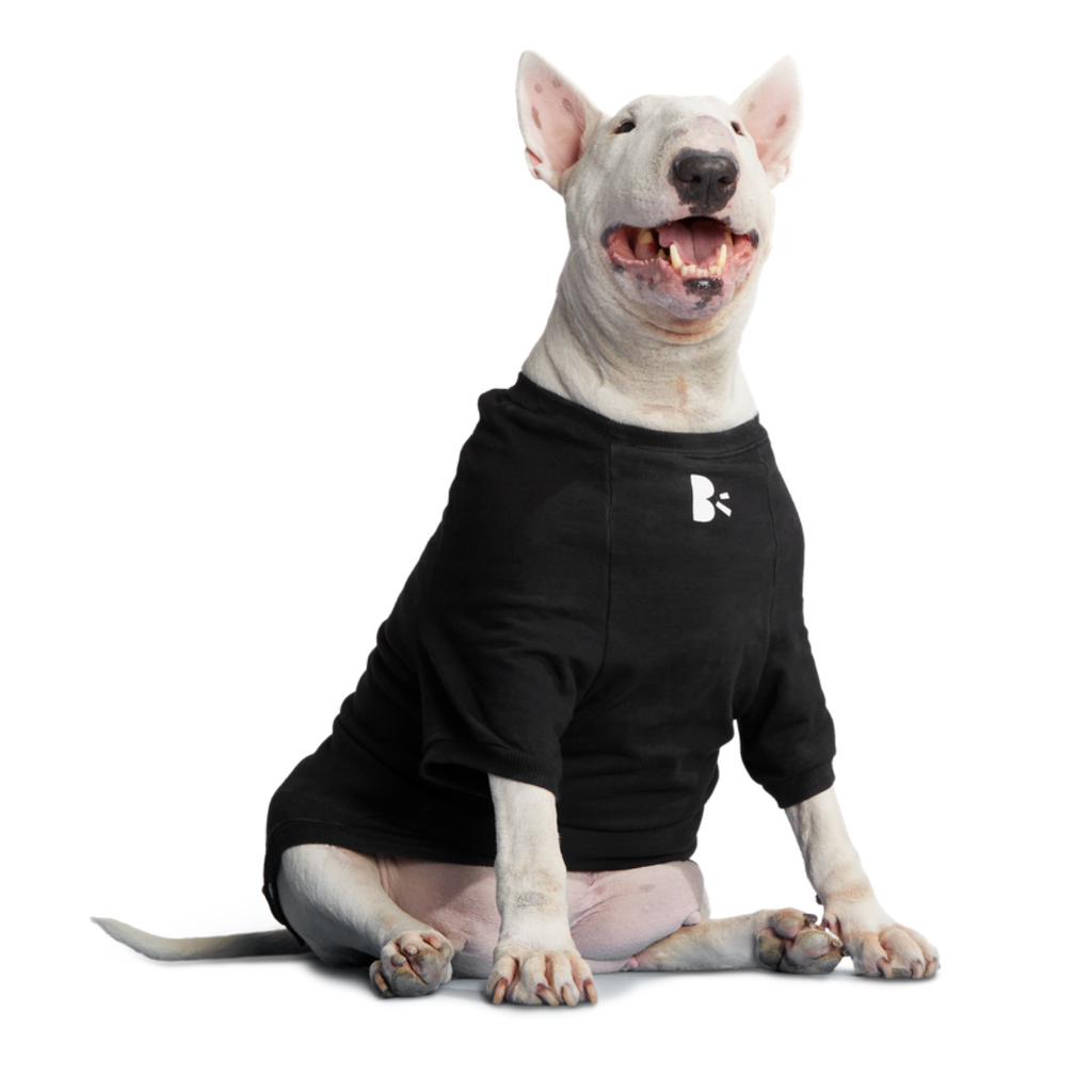 Anti-Squirrel Squirrel Club Dog Sweatshirt